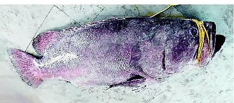 காரைக்கால் பகுதியில் வலையில் சிக்கிய ‘கடல் பன்றி’