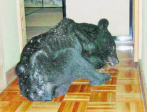 கரடியிடம் இருந்து சிறுவனை காப்பாற்றிய நாய்