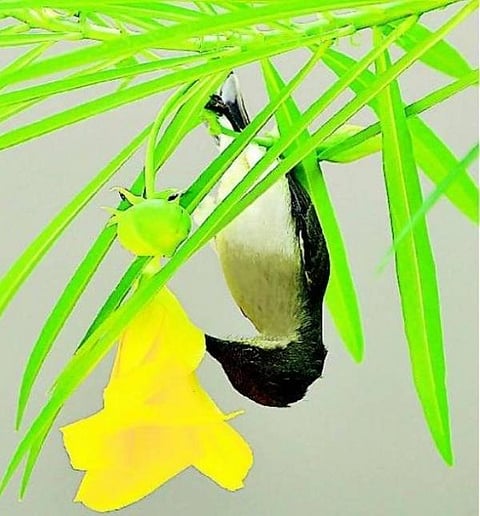 ஒரு மரத்தின் இரு பறவைகள்