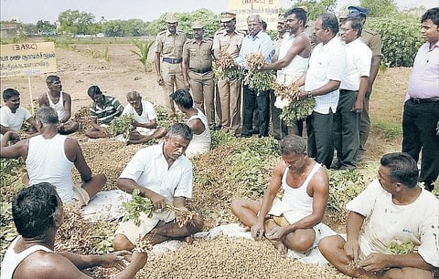 பாளை. சிறையில் அறுவடைத் திருவிழா: ஹெக்டேருக்கு 8,000 கிலோ நிலக்கடலை விளைவித்து சாதனை