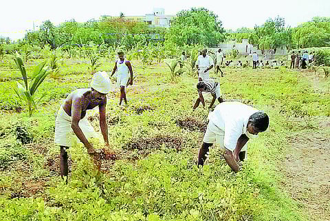 பாளை. சிறையில் பசுமைப் புரட்சி: 17 ஏக்கரில் விவசாயம்; கைதிகள் ஆர்வம்
