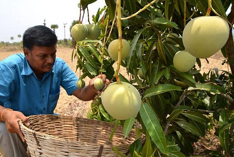 தமிழக மாம்பழங்களுக்கு கேரளாவில் தடை: வயிற்றுபோக்கு பாதிப்பால் அதிரடி நடவடிக்கை