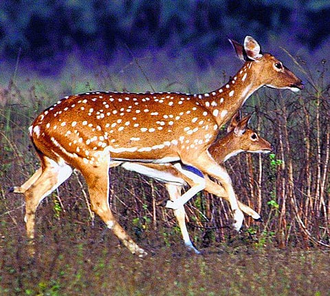 சென்னையின் நுரையீரலுக்கு ஆபத்து
