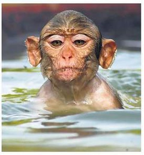 குரங்கும் பூனையும்- ராமகிருஷ்ண பரமஹம்சர் கதை