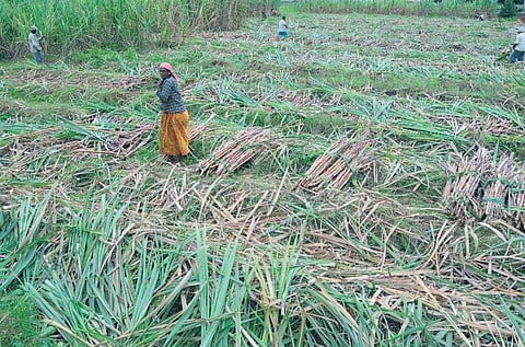 மத்திய அரசு அறிவித்துள்ள ரூ.4 ஆயிரம் கோடி யாருக்கு?: கரும்பு விவசாயிகள் பெயரில் கொள்ளைபோகும் மக்கள் பணம்