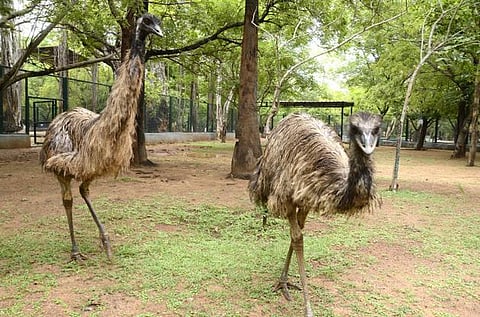 கிண்டி சிறுவர் பூங்காவில் வன உயிரினம் பற்றிய காட்சியரங்கம்: நாளை முதல் செயல்படத் தொடங்கும்