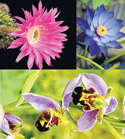 தெரியுமா? - விந்தைப் பூக்கள்