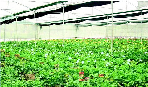 பசுமைக் குடில் சாகுபடிக்கு அரசு மானியம்