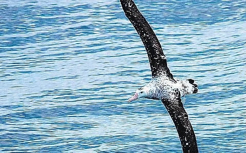 கழுத்தில் தொங்க விடப்பட்ட அல்பட்ராஸ்