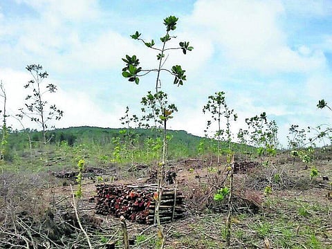 மலைக்கிராம மக்களுக்கு விலையில்லா விறகு வழங்கும் திட்டம்- கொடைக்கானலில் முதல்முறையாக அறிமுகம்