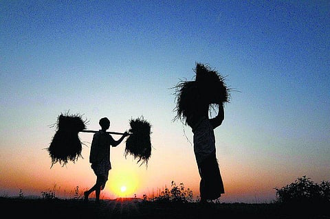 பட்ஜெட் 2014: விவசாயிகளுக்கு விலை நிலைநிறுத்த நிதியம்