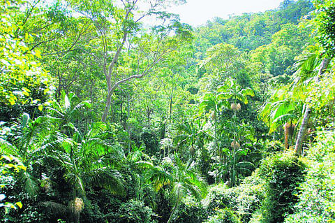 அல்லேலோபதி என்றால் தெரியுமா?