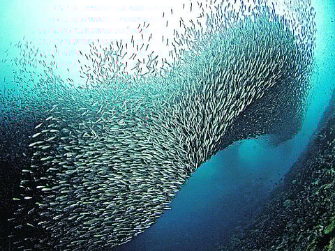 செல்லக்குட்டி நெத்திலி, கூத்தாடி சூரையன், மவராசன் இறால்!