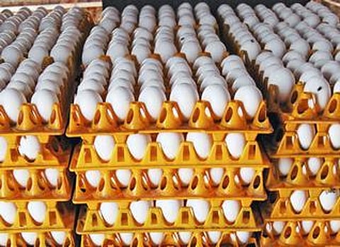 ரம்ஜான் நோன்பு எதிரொலி: முட்டை விலை சரிவு