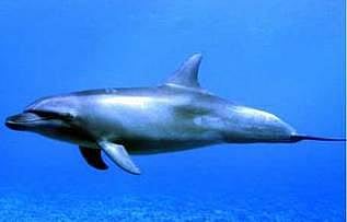 மீனவ நண்பன் ஓங்கல்!