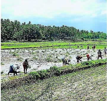 முதல்போக சாகுபடிக்கே தயங்கும் விவசாயிகள்- வைகை அணைக்கு நீர்வரத்து இல்லை; பல நூறு ஏக்கர் விளைநிலங்கள் தரிசு