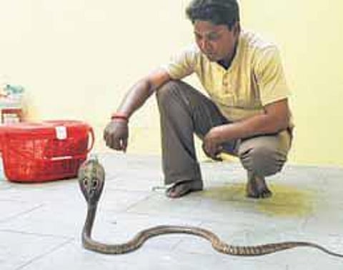 ‘பாம்பு வந்துட்டா பயப்படாதீங்க.. என்னைக் கூப்பிடுங்க’- ஸ்நேக் டிரஸ்டின் மணிமேகலை