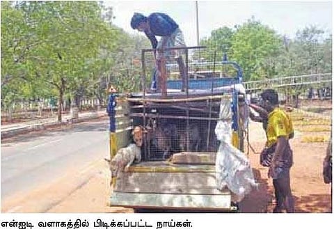 குடியரசுத் தலைவர் வருகை எதிரொலி: என்ஐடி வளாகத்திலிருந்து நாய்கள் வெளியேற்றம் - விலங்குகள் பாதுகாப்பு அமைப்பினர் புகார்