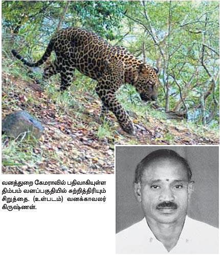 மனித வேட்டையாடும் சிறுத்தையைப் பிடிக்க கூண்டு தயார்: திம்பம் வனப்பகுதியில் வனத்துறையினர் தீவிரம்