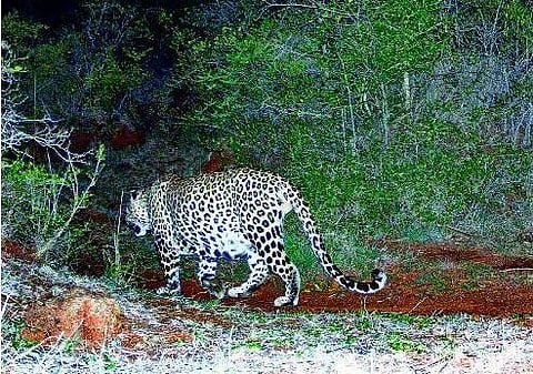 கேமராவில் சிக்கிய சிறுத்தைப்புலி: அஞ்சூர் வனப்பகுதியில் பொதுமக்கள் நடமாட தடை