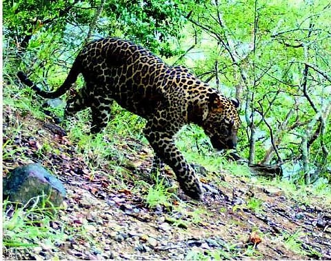 சிறுத்தையை உயிரியல் பூங்காவில் பராமரிக்க வேண்டும்: சுற்றுச்சூழல் செயல்பாட்டாளர்கள் கோரிக்கை