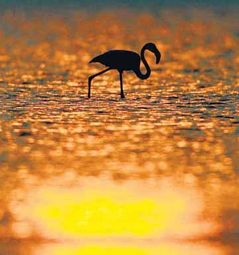 கோடியக்கரை: விருந்தாளிப் பறவைகளின் உல்லாச விடுதி