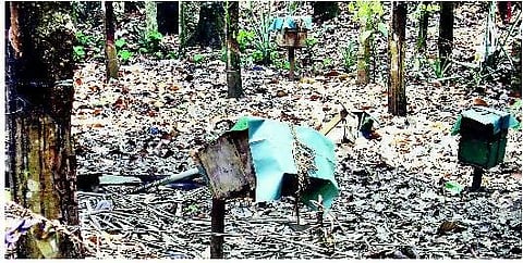 தேன் உற்பத்தியாளர்களுக்கு ‘கசக்கும்’ வாழ்வு! - வேதனை விளிம்பில் விவசாயிகள்