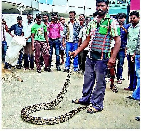 கிருஷ்ணகிரியில் கடித்த பாம்புடன் சிகிச்சைக்கு வந்த இளைஞர்