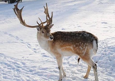 வந்தேறிகளால் வந்த கேடு