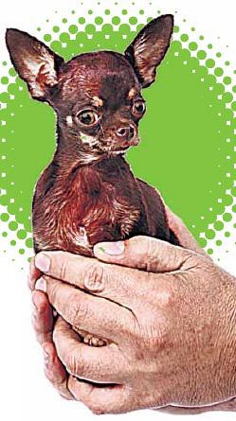 கின்னஸ் குட்டி நாய்!