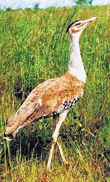 உயிர் பெறுமா கானமயில்?