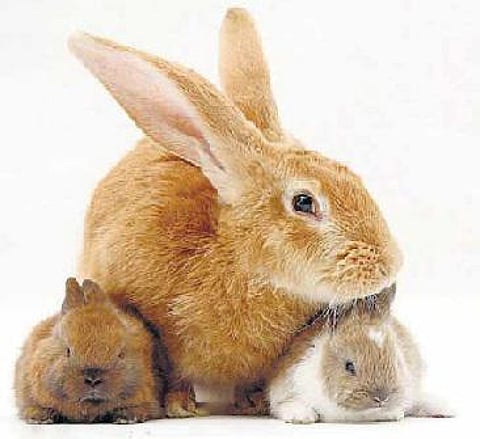 மின்னல் வேக ஓட்டம்