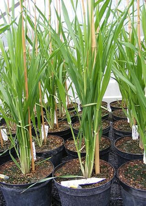 எய்ட்ஸ் நோயாளிக்கு இரும்புச்சத்து செடி