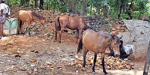 அழிவின் விளிம்பில் சிறுமலை குதிரைகள்: உணவு கிடைக்காமல் சத்தமின்றி இறக்கும் அவலம்