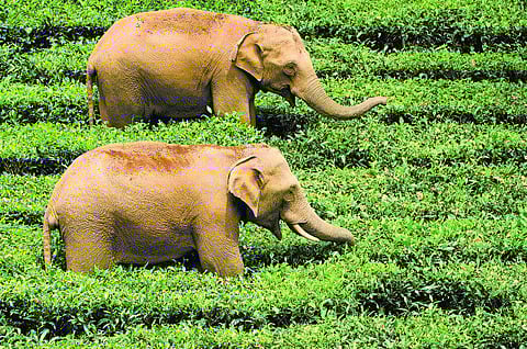 நிலம் யாருக்குச் சொந்தம்?