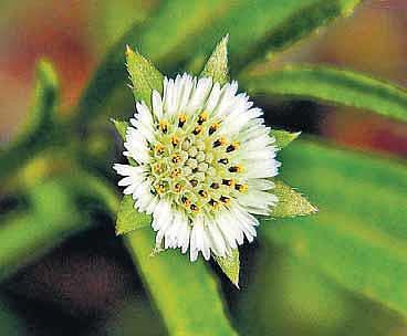 கல்லீரல் வீக்கமும், மஞ்சள் காமாலையும் வேறு வேறா?