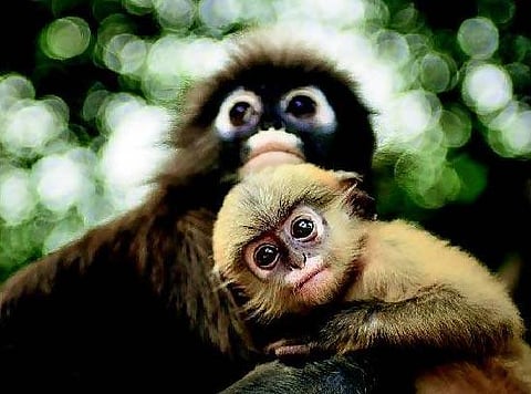 வடகிழக்கு மாநிலங்களில் வேட்டையாடப்படும் ‘ஸ்பெக்டக்கிள்டு’ குரங்குகள்: வனச் சட்டங்களை வலுப்படுத்த ‘டிராஃபிக் பரிந்துரை