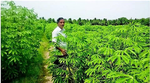 லாபம் தரும் மரவள்ளி கிழங்கு சாகுபடி