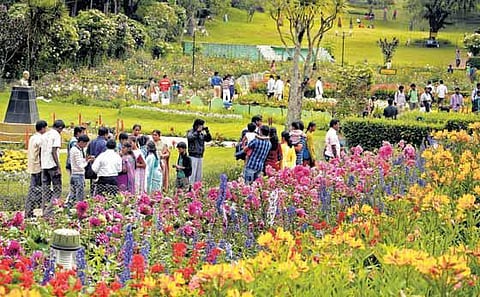 2-வது சீசனுக்கு தயாராகும் கொடைக்கானல் பிரையன்ட் பூங்கா: 2 லட்சம் செடிகளில் மலர்கள் பூத்துக் குலுங்கும்