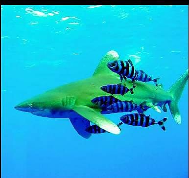 ஐந்து வகை சுறா, திருக்கை மீன்களை வேட்டையாட செப்டம்பர் 14 முதல் தடை: பாதுகாக்கப்பட்ட பட்டியலில் சேர்ப்பு