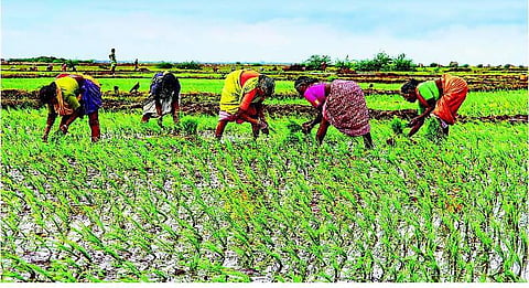 விவசாயத்துக்கு உயிரூட்டும் பெண் சக்தி