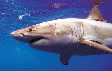 எந்த சுறா ஆட்கொல்லி?