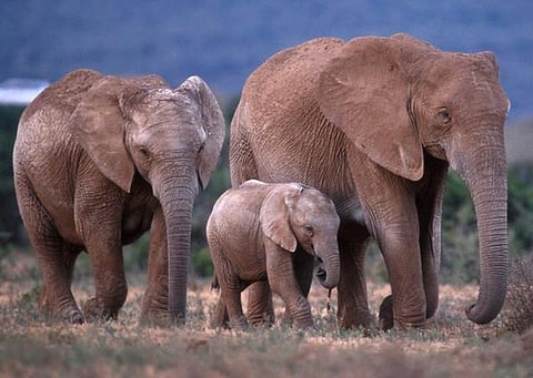 ஆப்பிரிக்க நாடுகளில் 2 ஆண்டுகளில் ஒரு லட்சம் யானைகள் வேட்டையாடப்பட்டுள்ளன
