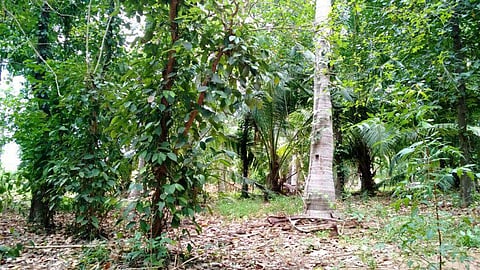 வறட்சி பூமியிலும் லாபம் தரும் மிளகு சாகுபடி