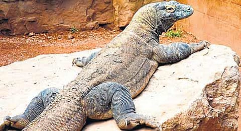 வெட்டினாலும் வளரும் பல்லி வால்