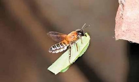 இலைவெட்டி மர்மம்