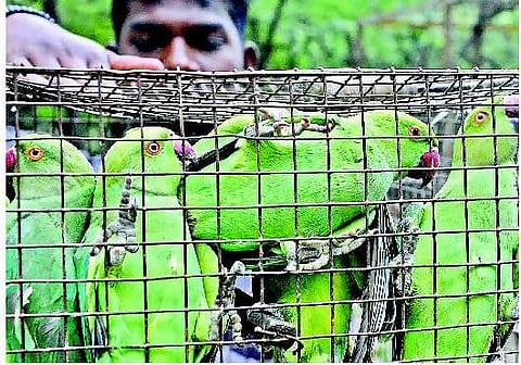 குளத்தில் பிடிக்கப்பட்ட பச்சைக் கிளிகள் மீட்பு