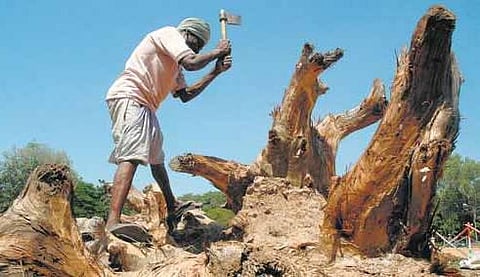 எங்கே போயின அந்தத் தாவரங்கள்?