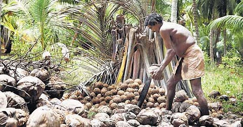 இன்று உலக தேங்காய் தினம்: வறட்சியிலும் தாக்குப்பிடிக்கும் ஈத்தாமொழி நெட்டை தென்னை