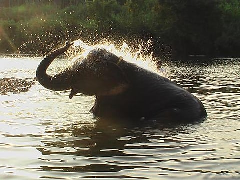 வீடு, கோயில்களில் யானைகள் வளர்க்க தடை கோரி வழக்கு: தமிழக அரசுக்கு உயர் நீதிமன்றம் நோட்டீஸ்